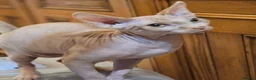 Sphynx cats for sale: Adorable Canadian Sphynx Champion father line.  - Advert 16