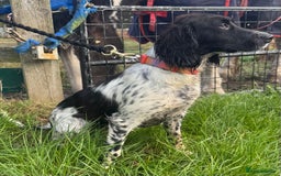Sprocker dogs for sale: 7 month old Sprocker  - Image 2