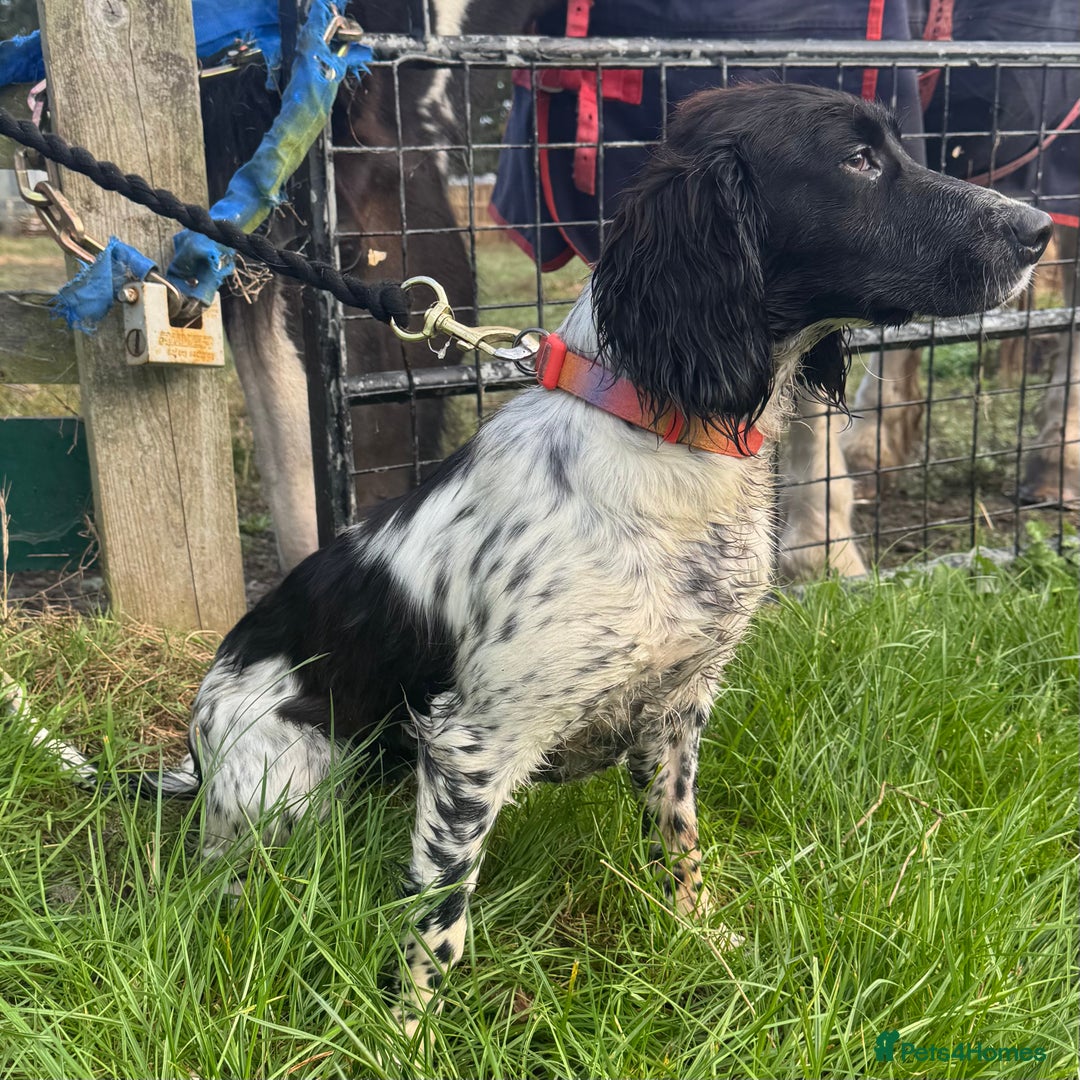 Sprocker dogs for sale: 7 month old Sprocker  - Image 2