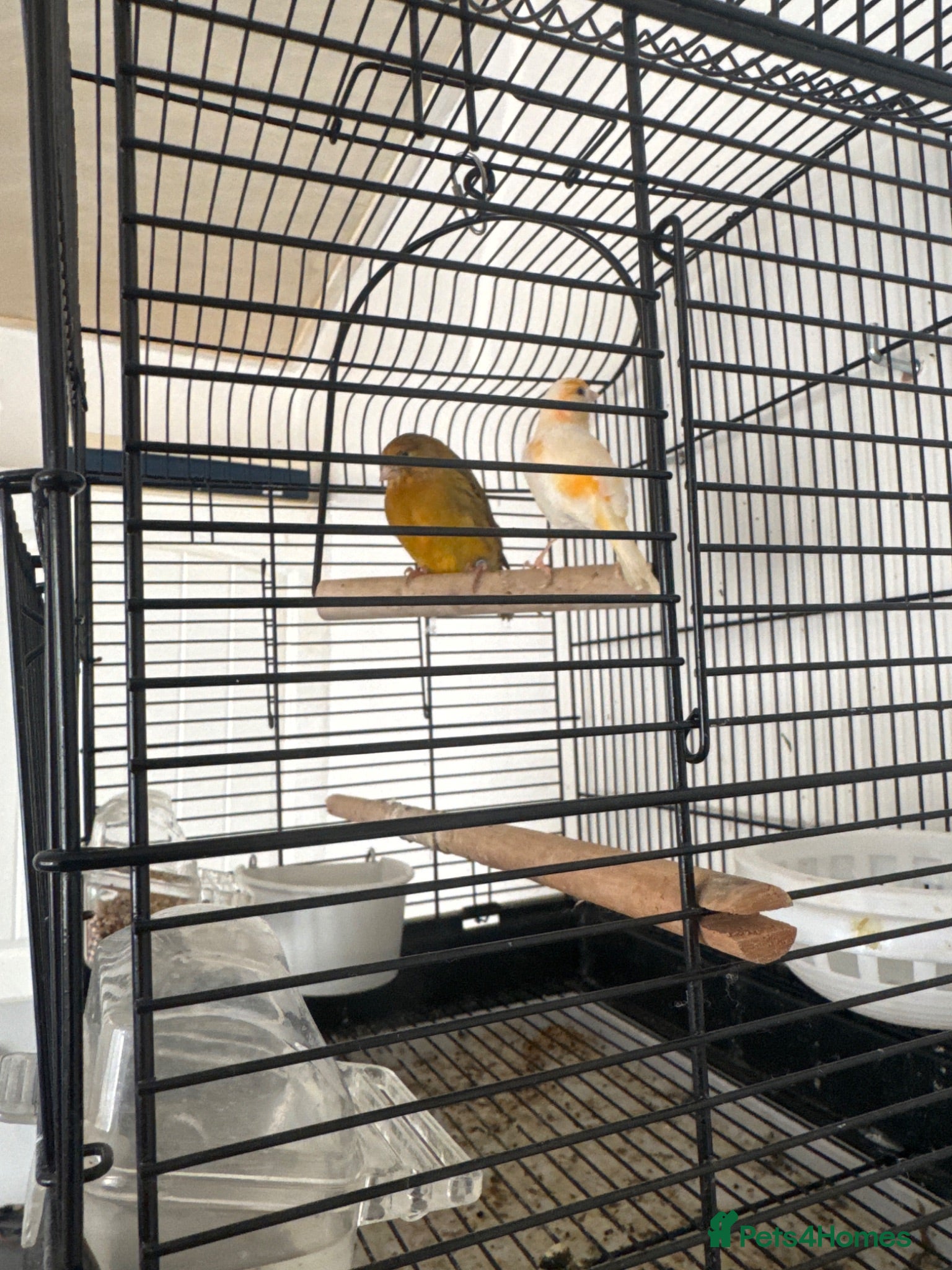 Mixed Breed birds Canaries  - Advert 14