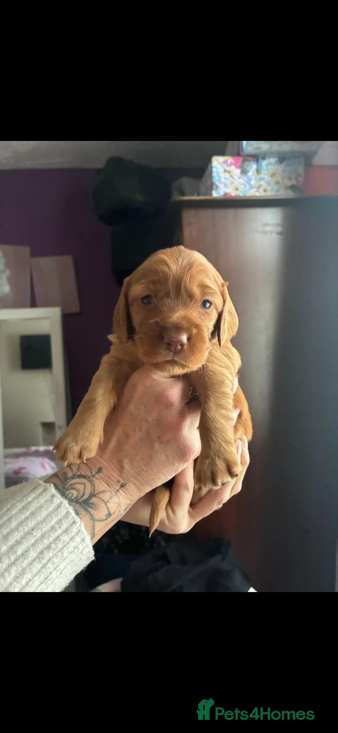 Cockapoo dogs for sale: F1B Red and fox red cockapoo litter - Advert 9