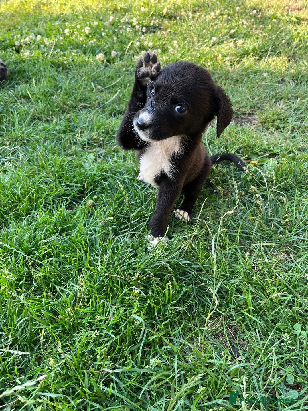 Mixed Breed dogs for sale: Lurcher x lab pups READY NOW!! - Image 3
