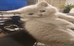 British Shorthair cats for sale: STUNNING BSH LILAC KITTENS 3 MALES/1 FEMALE  - Advert 5