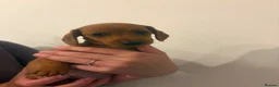 Miniature Dachshund dogs for sale: beautiful miniature dachshund puppies - Advert 7