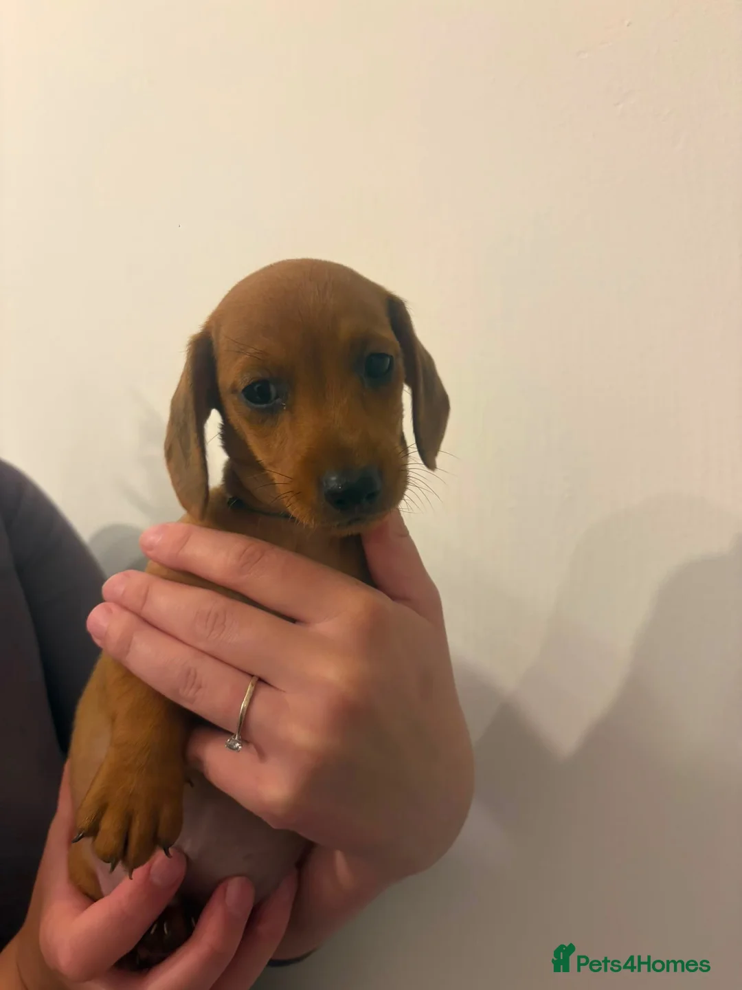 Miniature Dachshund dogs for sale: beautiful miniature dachshund puppies - Advert 7