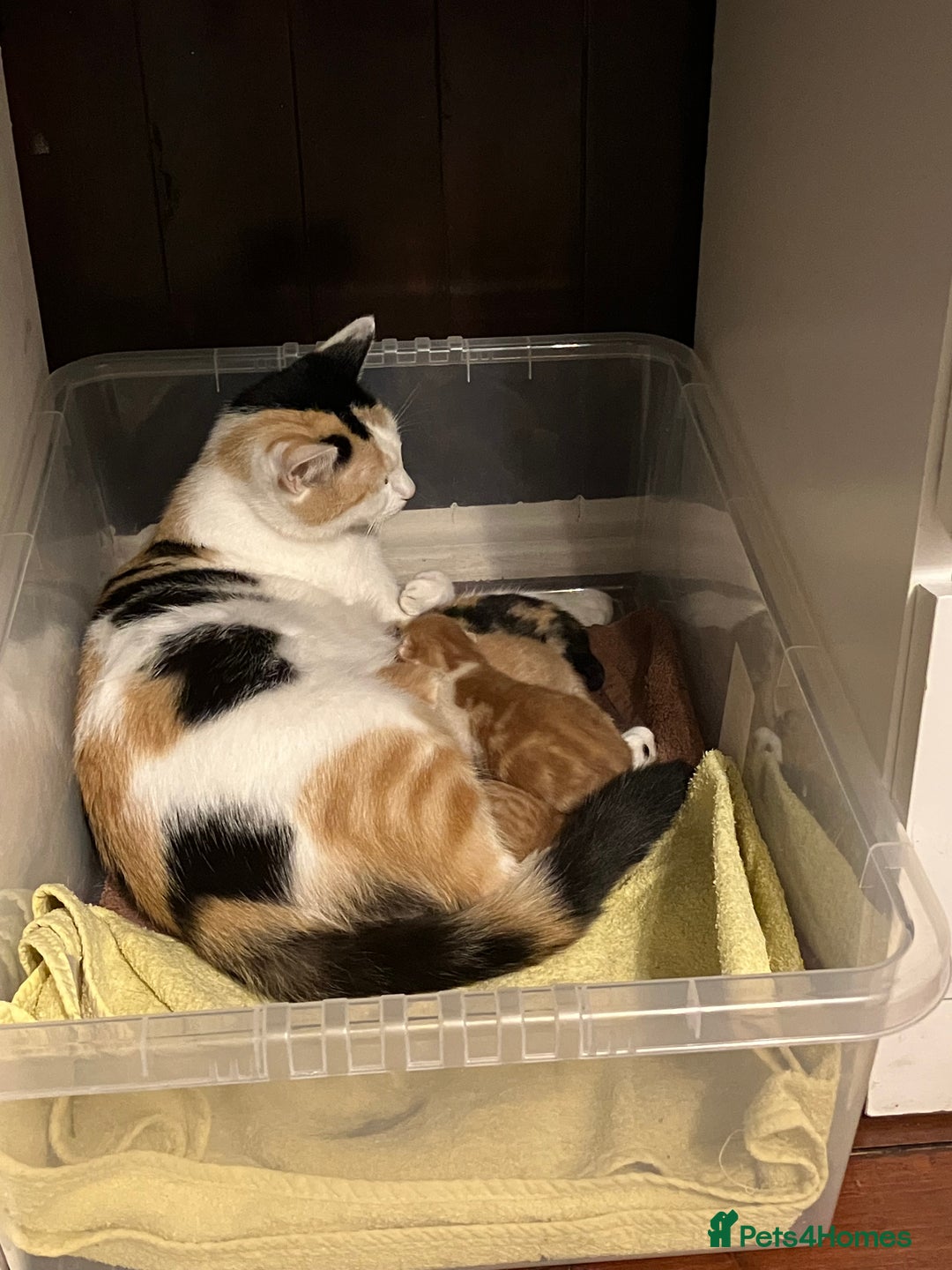 Mixed Breed cats for sale: Beautiful kittens for sale - Advert 4