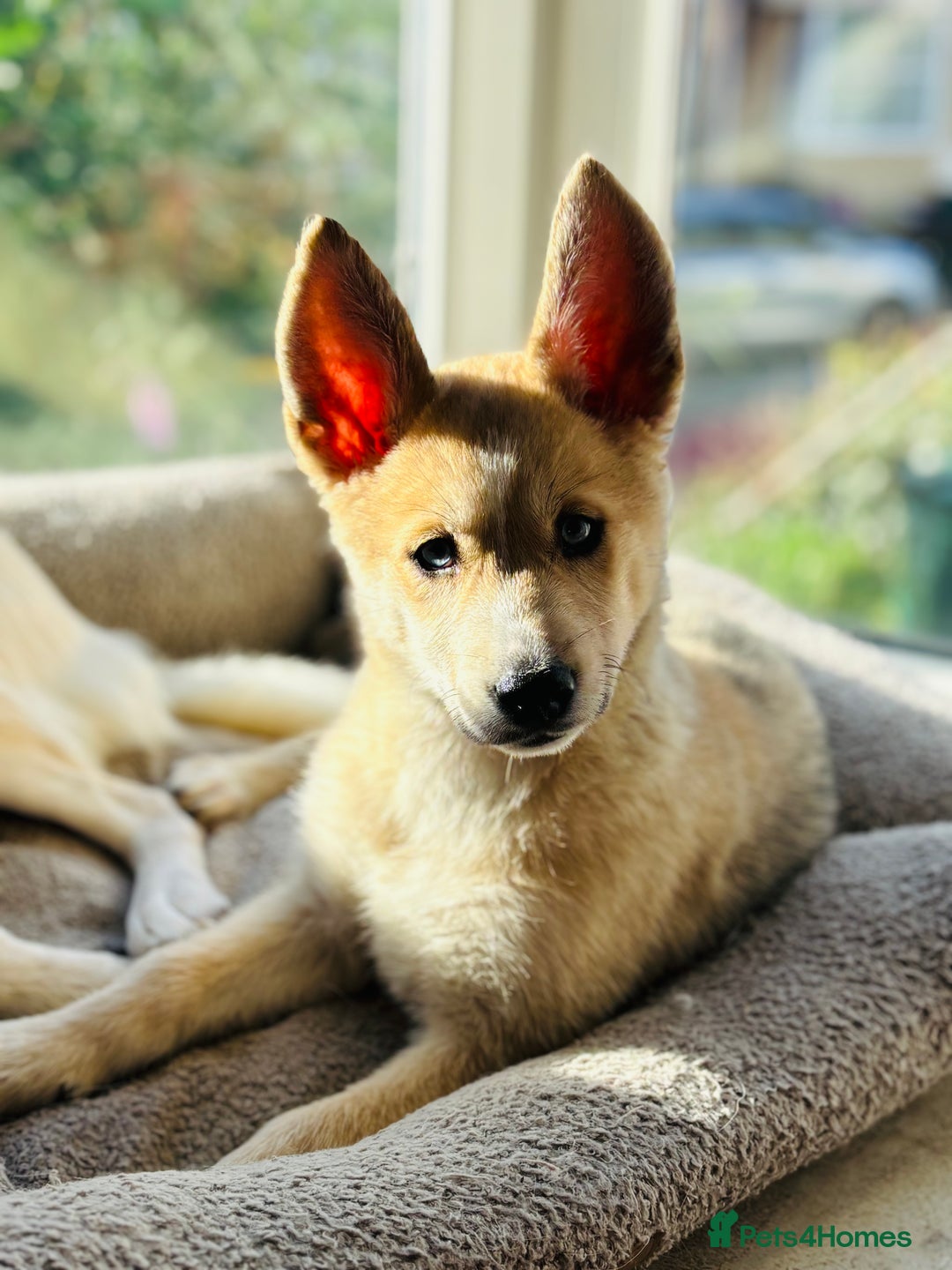 Pomsky dogs for sale: ✨ Adorable Blue-Eyed Pomsky Pups, 11 Weeks Old - Image 11