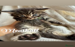 Siberian cats for sale: Siberian x kittens  - Image 4