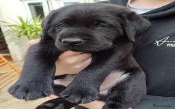 Labrador Retriever dogs for sale: Labrador puppies (ONLY now 2 left) - Image 1