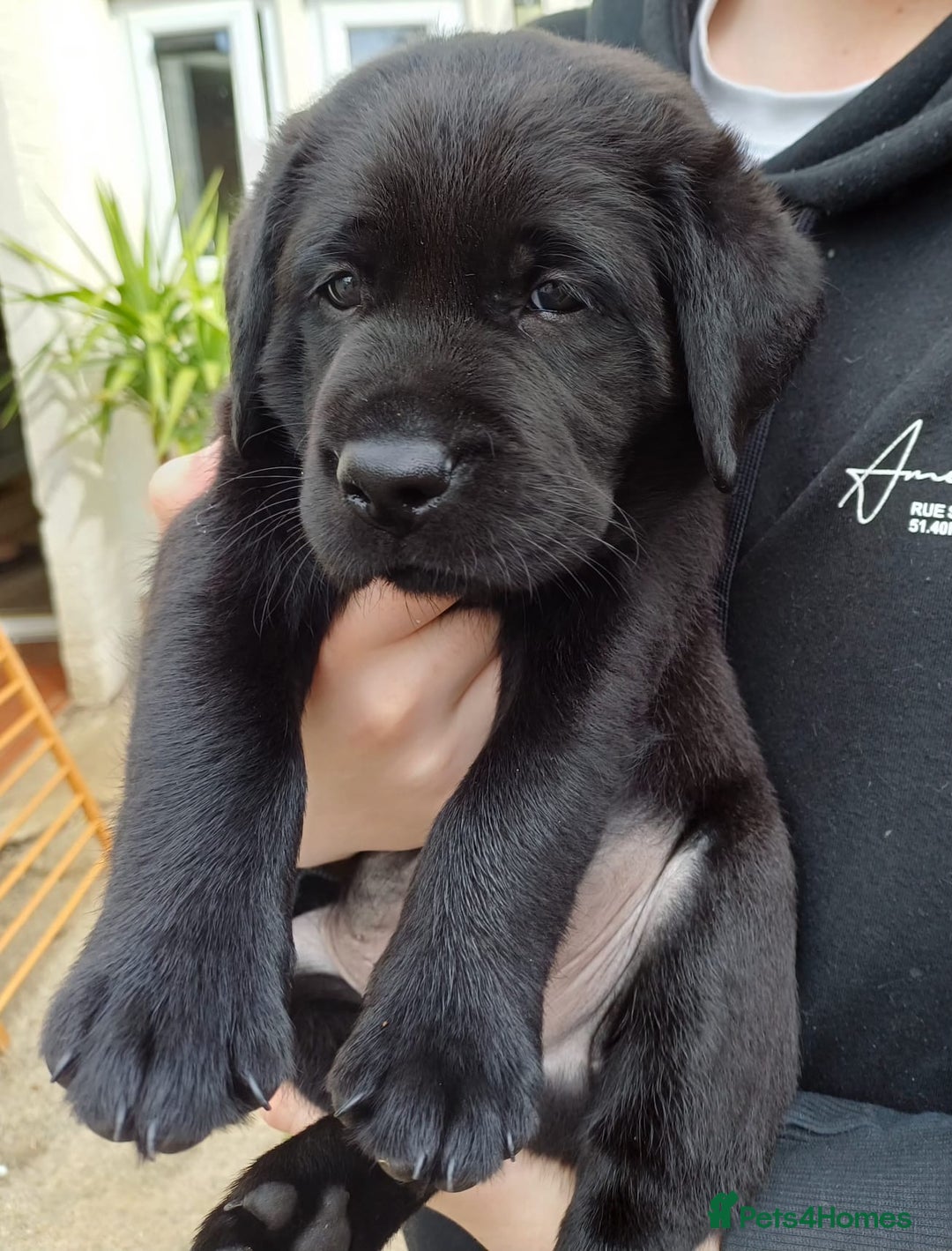 Labrador Retriever dogs for sale: Labrador puppies (ONLY now 2 left) - Image 1