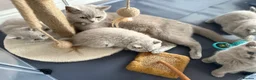 British Shorthair cats for sale: ✨Active Champion line British shorthair lilac - Advert 13