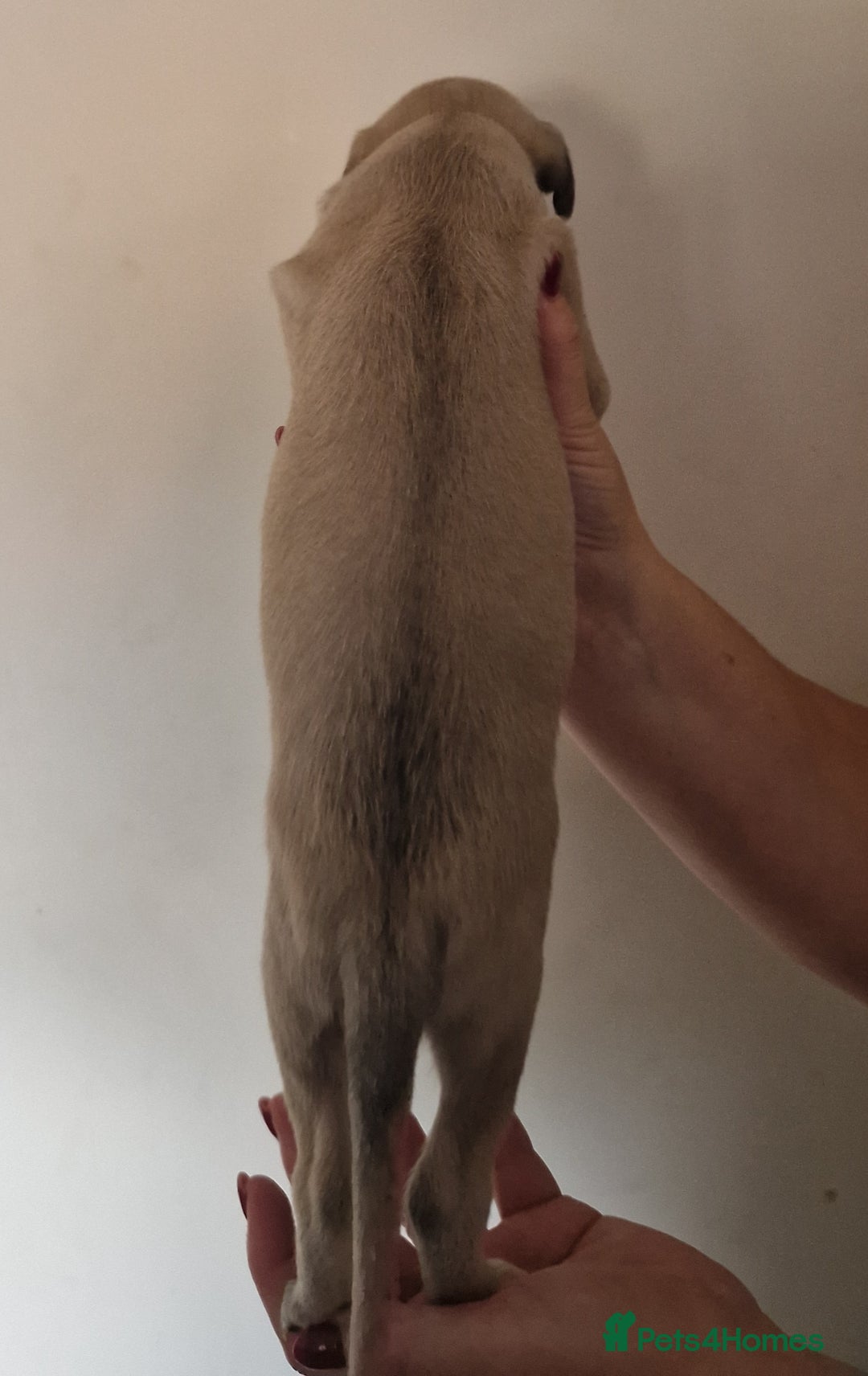 Whippet dogs for sale: KC Registered Whippet Pups - 2 girls left - Image 7