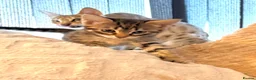 Savannah cats for sale: F4 Savannah Kitten’s African bloodline - Advert 10