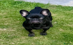 French Bulldog dogs for sale: French bulldog  - Image 5