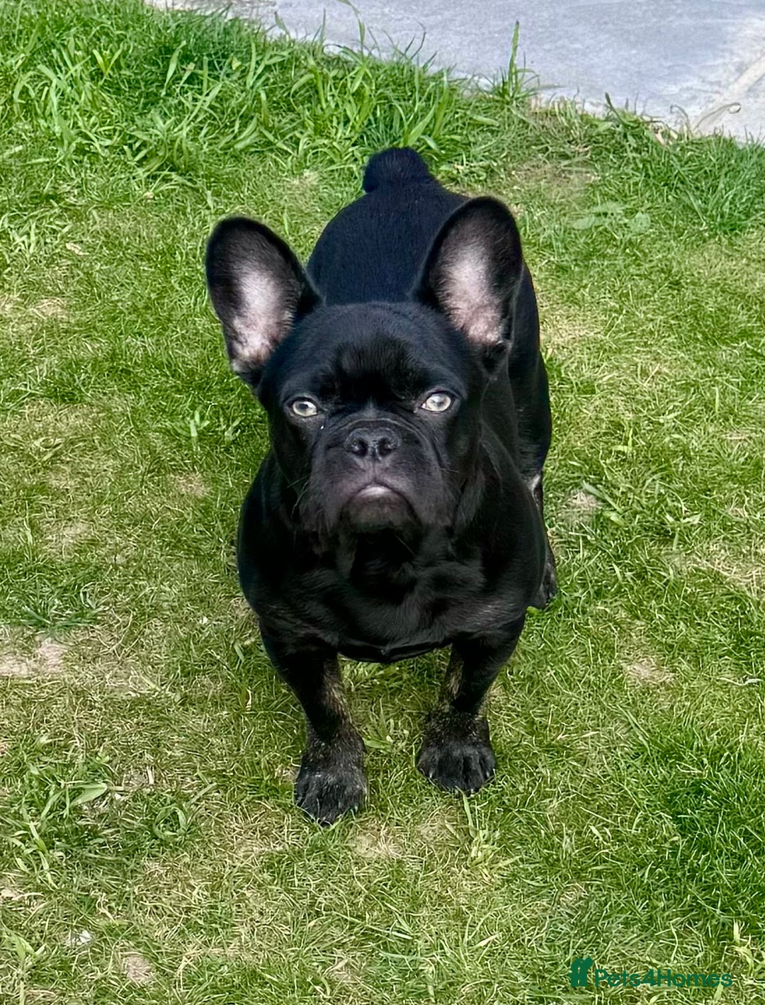 French Bulldog dogs for sale: French bulldog  - Image 5
