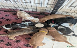 Cocker Spaniel dogs for sale: Show cockers - Image 23