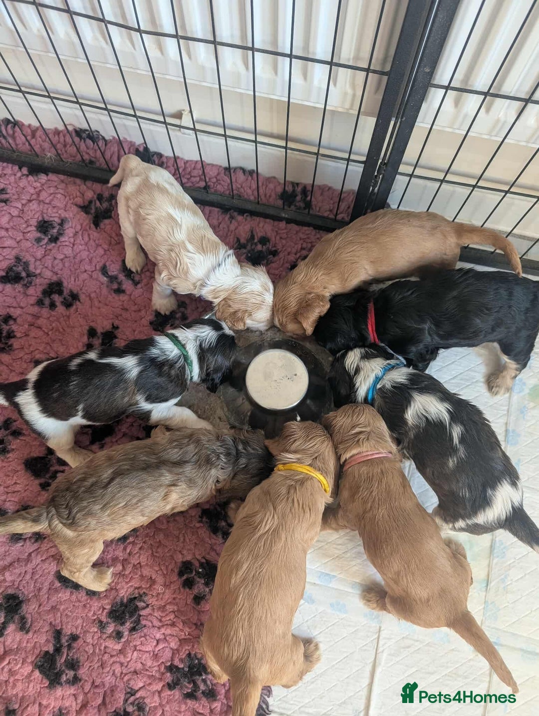 Cocker Spaniel dogs for sale: Show cockers - Image 23