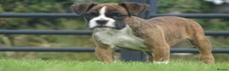 Boxer dogs for sale: Beautiful boxer puppy  - Advert 7