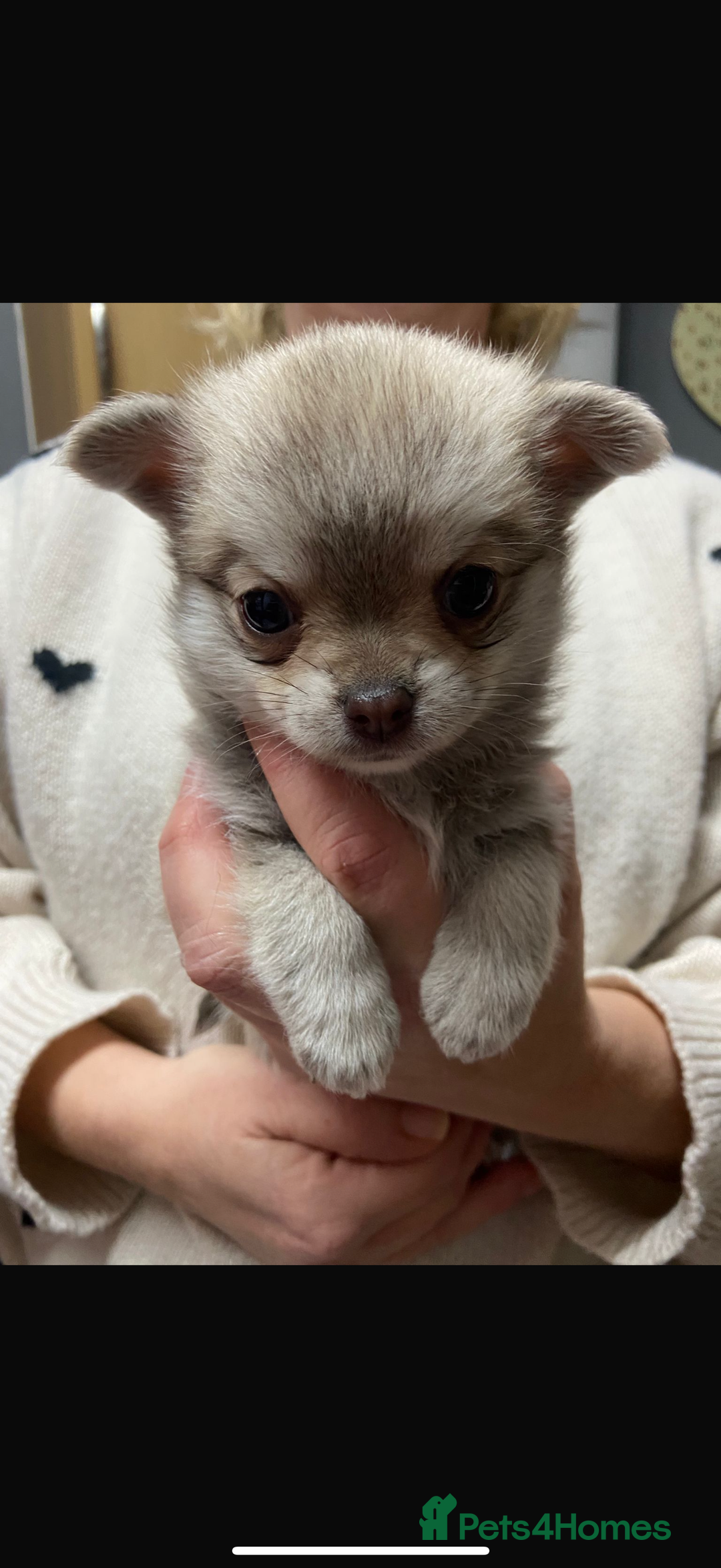 Pomchi dogs for sale: Stunning Pomchi’s - Advert 2
