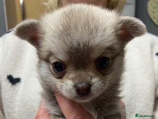 Pomchi dogs Only Elsa and Moana left - Advert 17