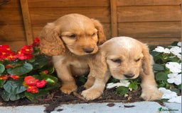 Cocker Spaniel dogs for sale: 2 beautiful working cocker spaniel pups  - Image 8