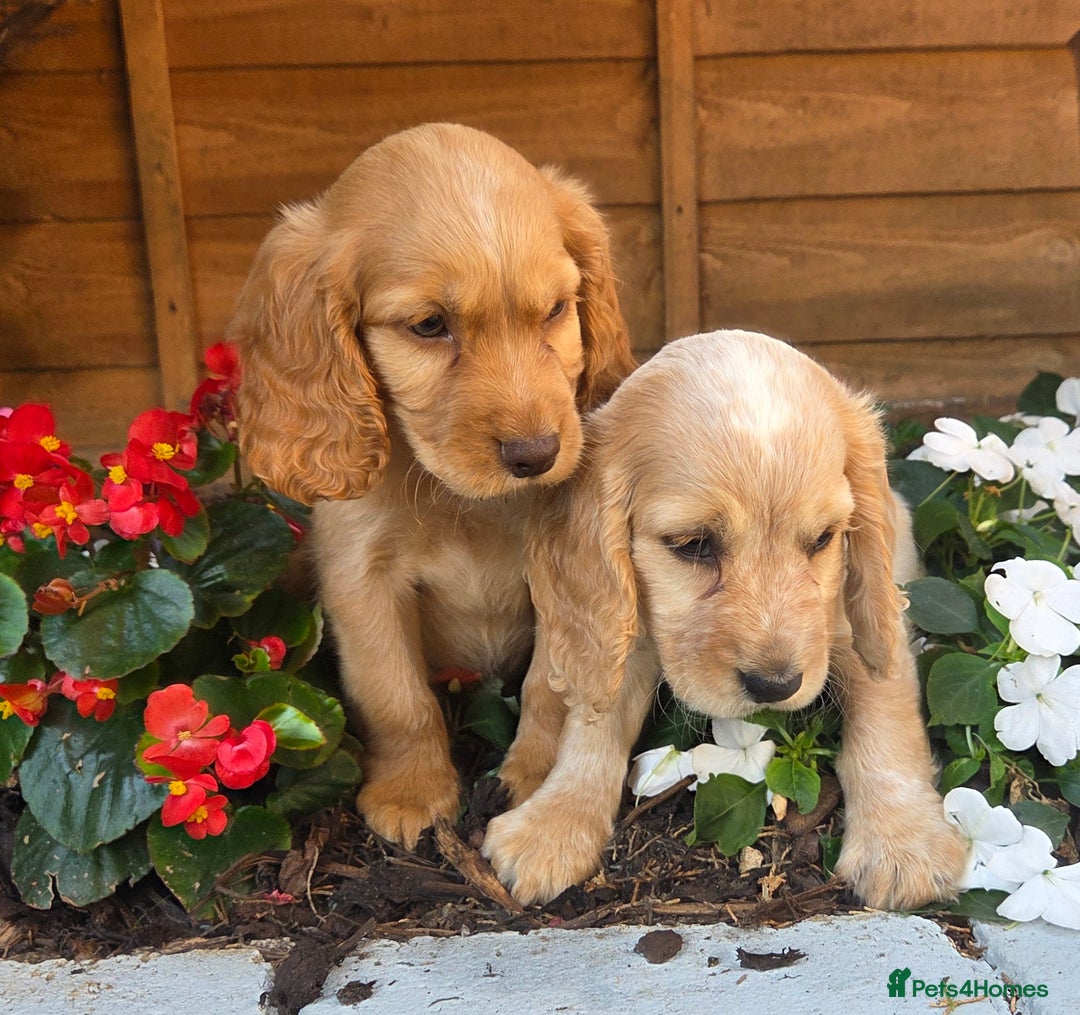 Cocker Spaniel dogs for sale: 2 beautiful working cocker spaniel pups  - Image 8