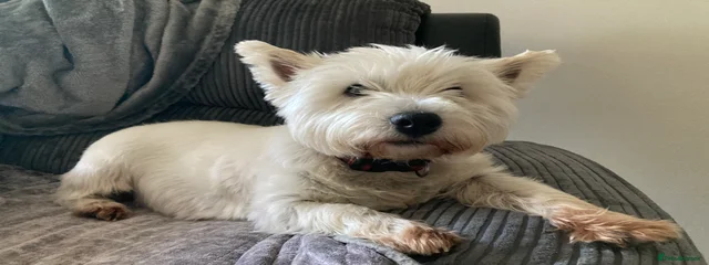 Daisy