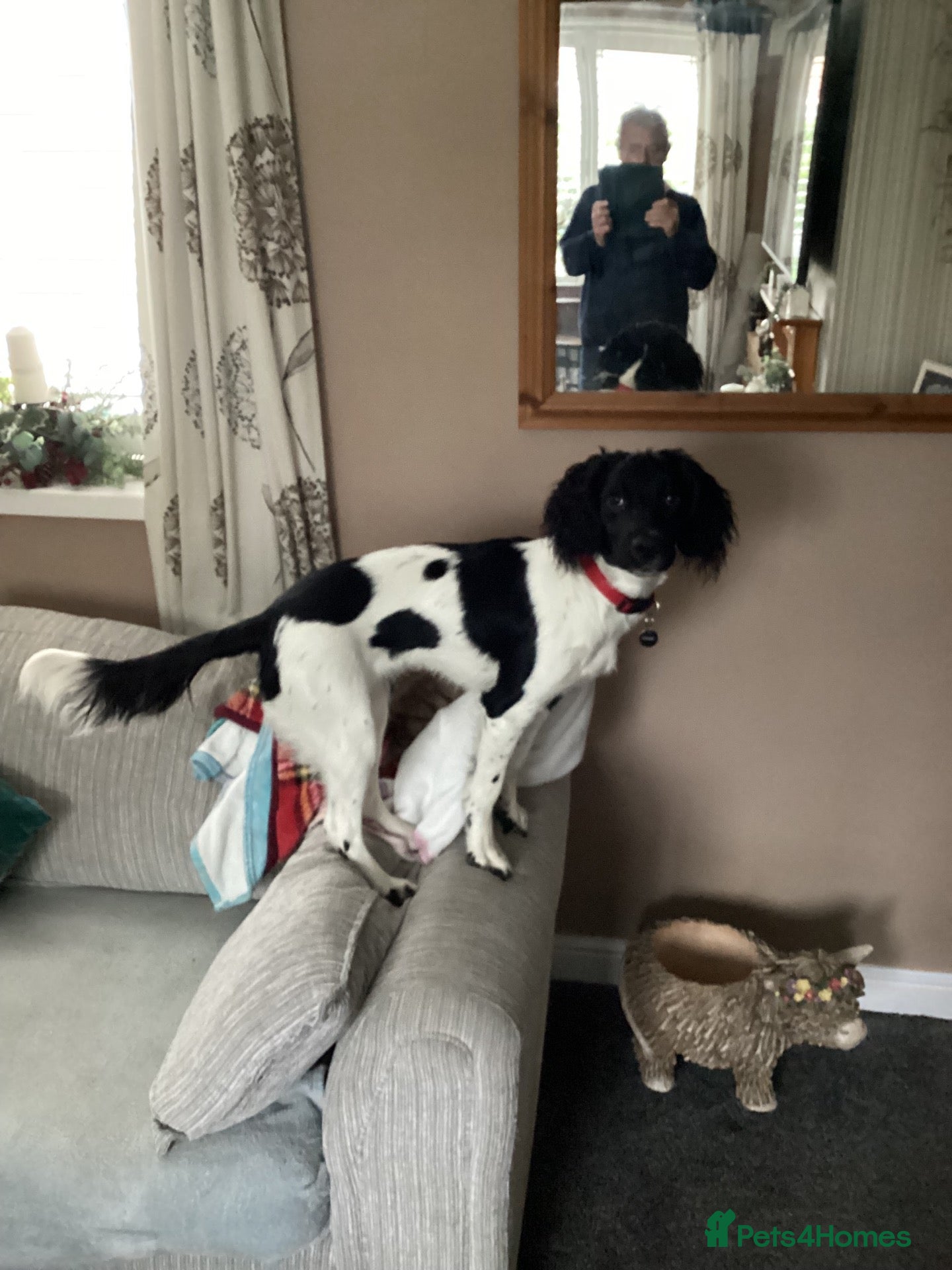 English Springer Spaniel dogs 8 1/2 months old  - Advert 2