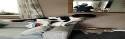 English Springer Spaniel dogs for sale: 8 1/2 months old  in Manchester - Advert 1