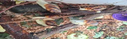 Snails invertebrates for sale: Giant African Land Snail one year old - Advert 3