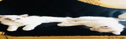 Ragdoll cats for sale: GCCF Ragdolls  - Advert 3