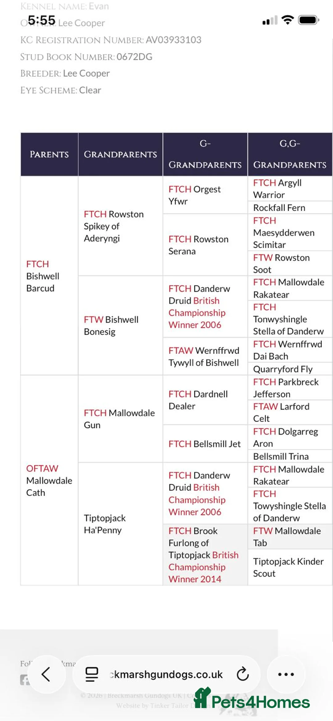 Cocker Spaniel dogs for sale: 2 female KC Registered working cocker spaniel pups in Salisbury - Advert 16