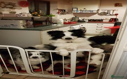 Border Collie dogs for stud: Borderlair Tip for the Top (Tip) - Advert 9