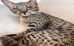 Savannah cats for sale: F5 Female Savannah - Image 12