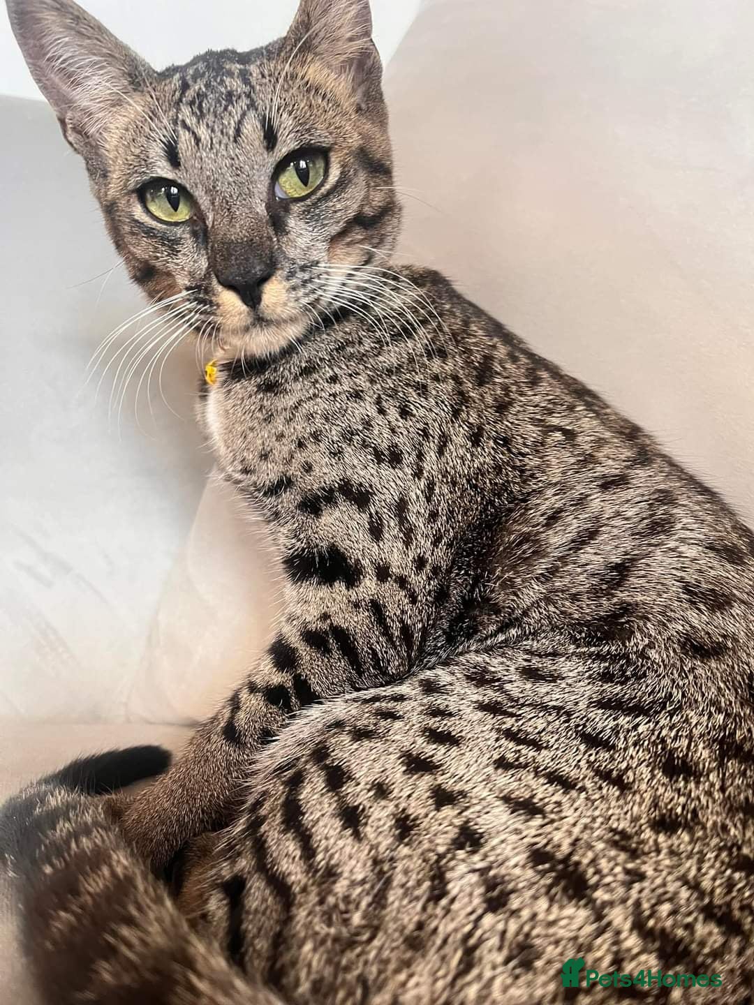 Savannah cats for sale: F5 Female Savannah - Image 12