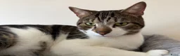 Mixed Breed cats for sale: Free to a good home in Sunbury-on-Thames - Advert 3