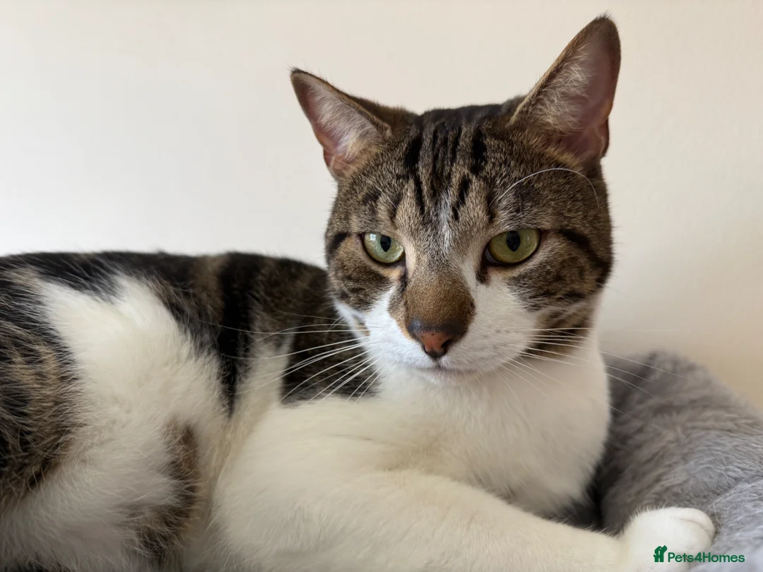 Mixed Breed cats for sale: Free to a good home in Sunbury-on-Thames - Advert 3