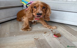 Cocker Spaniel dogs for sale: Cocker spaniel (Scooby) 1 year old - Image 3