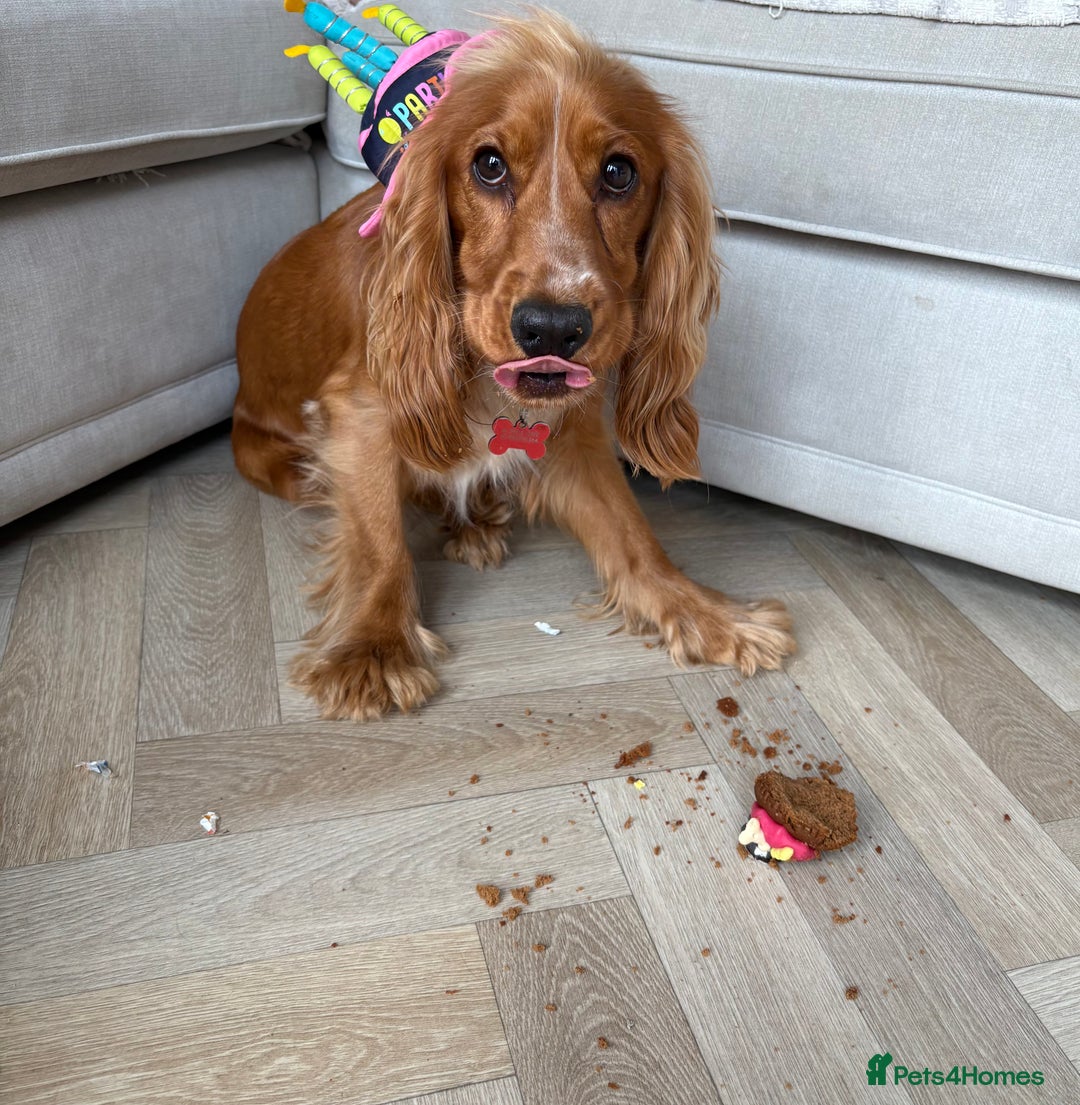 Cocker Spaniel dogs for sale: Cocker spaniel (Scooby) 1 year old - Image 3