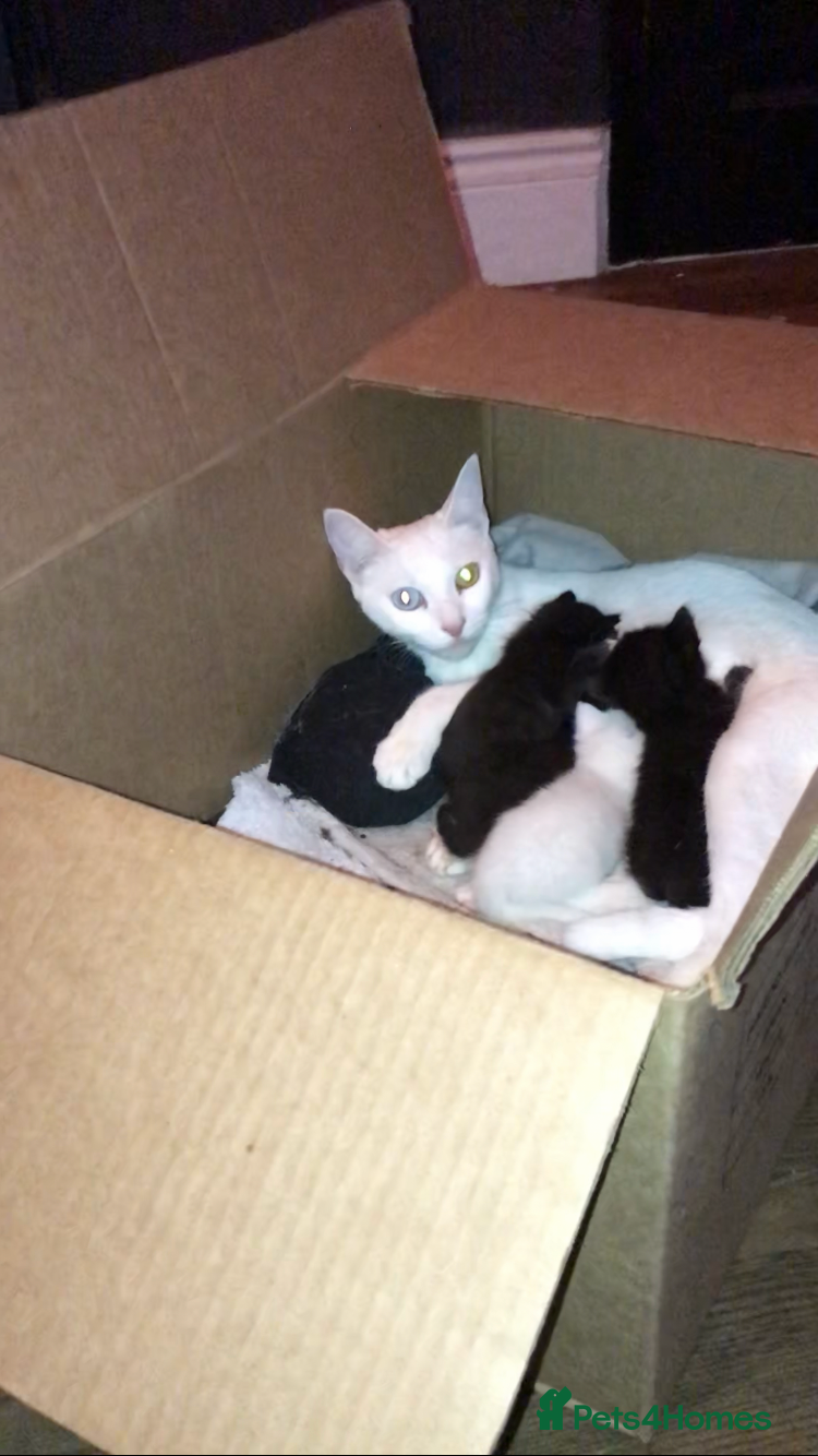 Mixed Breed cats Playful kittens looking for a new home - Advert 11