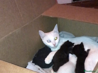 Mixed Breed cats for sale: Playful kittens looking for a new home - Advert 1
