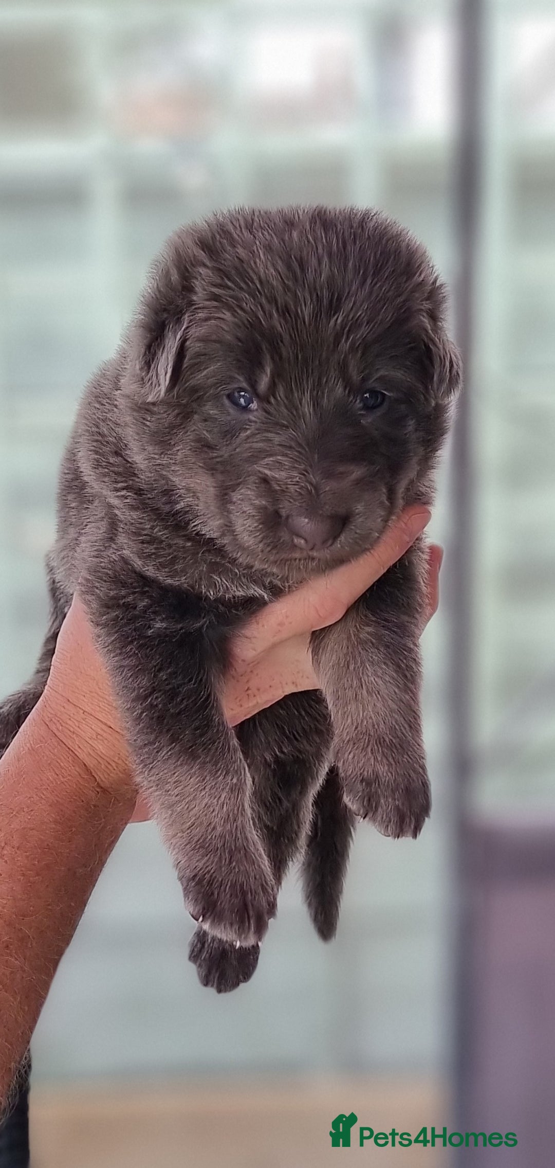 German Shepherd dogs for sale:  kc,health tested straight back german shepherd - Image 14