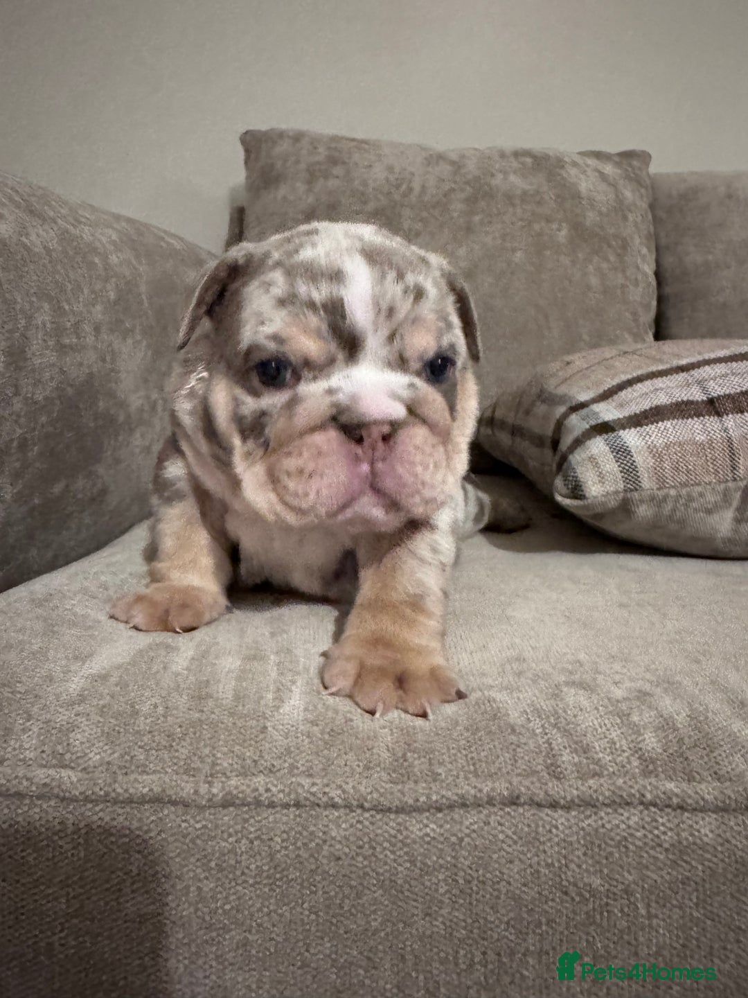 English Bulldog dogs for sale: English Bulldogs ready to leave 10/12/25  - Advert 1