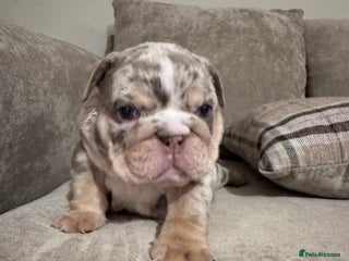 English Bulldog dogs English Bulldogs ready to leave 10/12/25 - Advert 2
