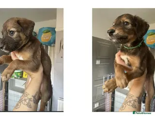 Saluki dogs Saluki Lurcher Puppies - Advert 14