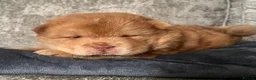 Chow Chow dogs for sale: Chow chow pups  - Advert 6