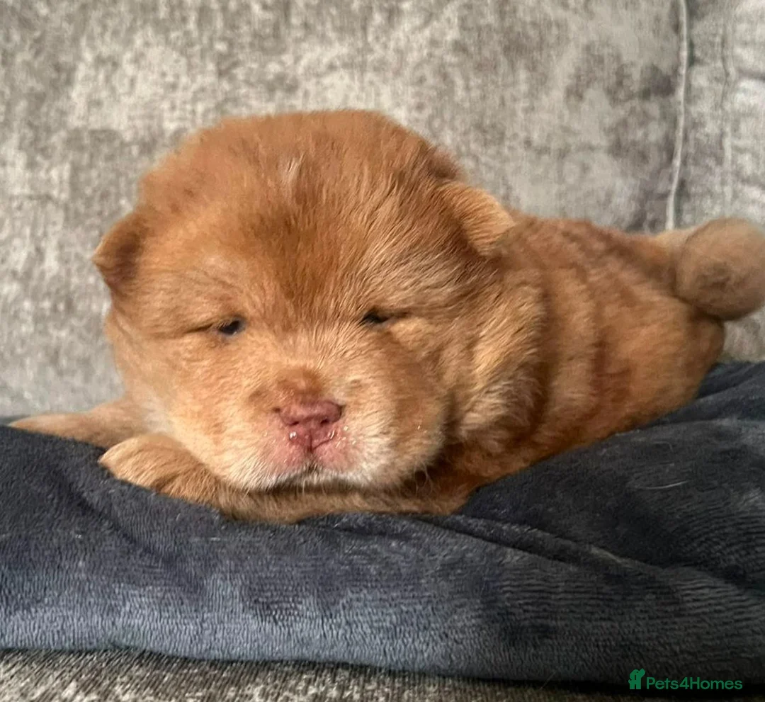 Chow Chow dogs for sale: Chow chow pups  - Advert 6