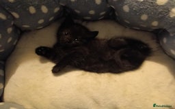 British Shorthair cats for sale: Beautiful little BSH kittens - Image 2