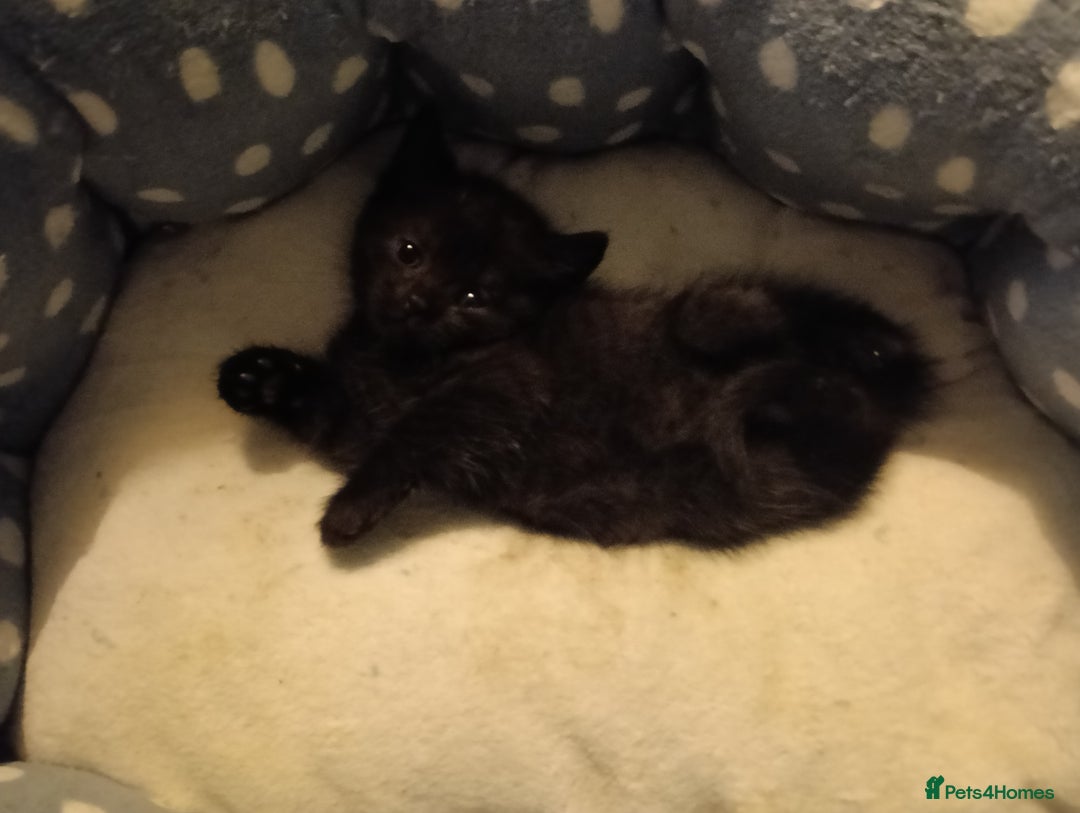 British Shorthair cats for sale: Beautiful little BSH kittens - Image 2
