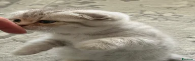 Snowy